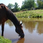 22783d1290472515-far-east-duct-action-horse-drinking-water-pond